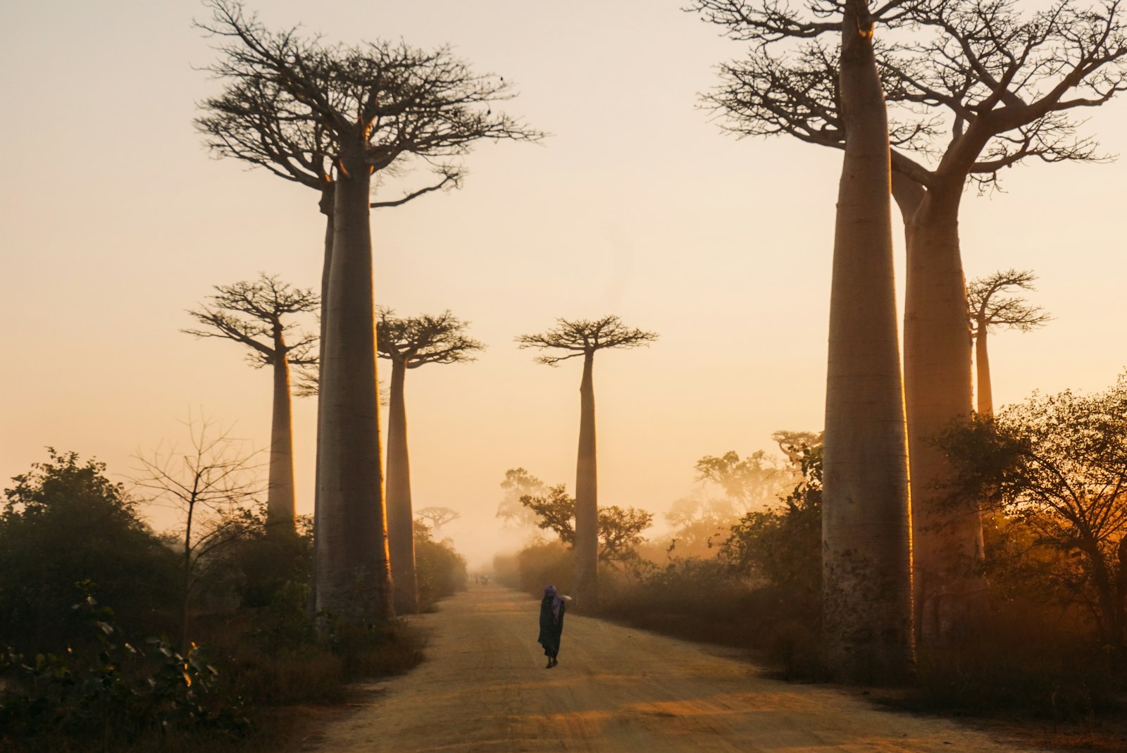 Allée des baobabs au lever du soleil, Madagascar